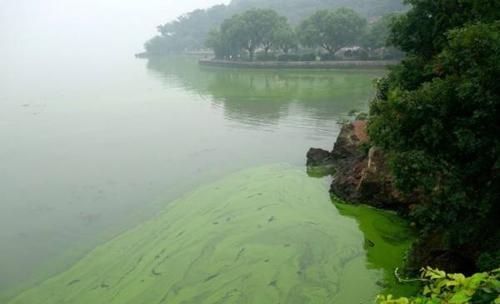 龍魚(yú)爛尾是什么原因引起的：探秘龍魚(yú)爛尾之謎，多維度解析背后的原因與應(yīng)對(duì)策略