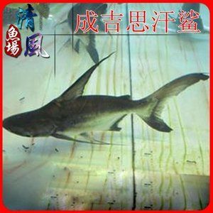 店里養5條魚最招財嗎視頻：店里養5條魚最招財，傳統說法背后的文化意蘊與現實意義 店里養5條魚最招財嗎視頻：店里養5條魚最招財，傳統說法背后的文化意蘊與現實意義 龍魚百科 第3張