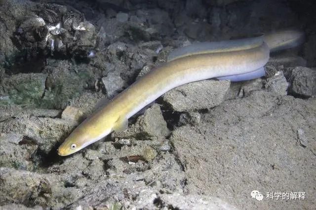 魚龍打一準確生肖是什么：探秘魚龍之謎，十二生肖中的奇妙聯想