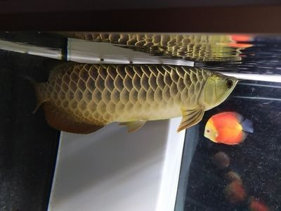 最貴龍魚第一名是什么魚：探尋最貴龍魚第一名的神秘面紗