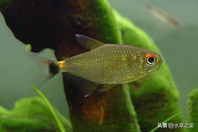 金龍魚認識主人嗎為什么：金龍魚，水中的精靈，能否識主？