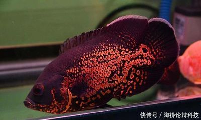 屬龍人養幾條魚旺財，風水布局與招財指南，屬龍人養魚旺財風水布局，最佳數量與招財指南