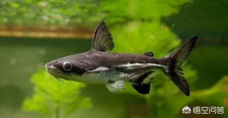 詳細閱讀:最耐活的魚第一名:什么魚不容易死又好養(yǎng)?適合新手的魚類推薦 最耐活的魚第一名:什么魚不容易死又好養(yǎng)?適合新手的魚類推薦
