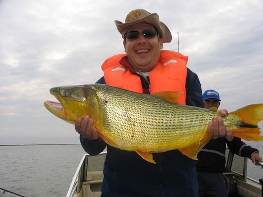 龍魚多久不喂食會餓死掉：龍魚多久不喂食會餓死？深入解析與科學(xué)養(yǎng)護(hù)指南