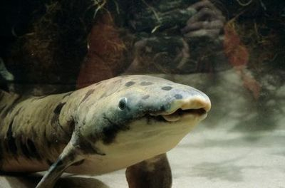龍魚晚上跳缸意味著什么呢：龍魚晚上跳缸，探秘行為背后的深意與應對之策 龍魚晚上跳缸意味著什么呢：龍魚晚上跳缸，探秘行為背后的深意與應對之策 龍魚百科 第2張