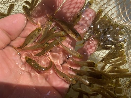 金龍魚放客廳大忌，風水禁忌與科學(xué)養(yǎng)護全解析，金龍魚客廳風水禁忌與科學(xué)養(yǎng)護全指南