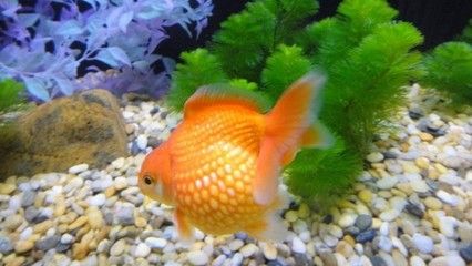 建議窮人養的10種冷水魚圖片：建議窮人養的10種冷水魚，經濟實惠且易養護