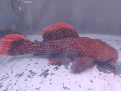 養的龍魚死了是直接扔掉還是妥善處理？從情感、環境與習俗多角度探討，龍魚離世后的處理之道，情感、環保與習俗的權衡