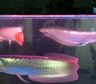 龍魚擺件頭朝哪擺放？風水講究與擺放指南，龍魚擺件風水指南，頭朝哪擺放最旺運？