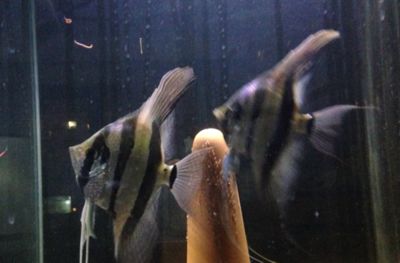 龍魚鎮宅嗎：龍魚鎮宅，需規避的三種禁忌之物