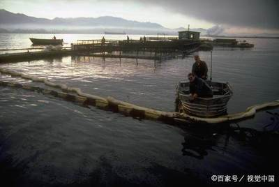 夢到抓到龍魚是什么征兆，女性解夢指南，女性夢見抓到龍魚的7大解夢征兆與寓意