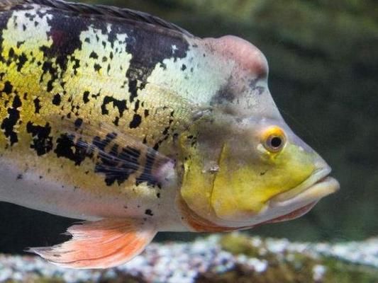 家養什么魚招財鎮宅驅邪：家養祥瑞之魚，招財鎮宅驅邪的奇妙寓意與選擇