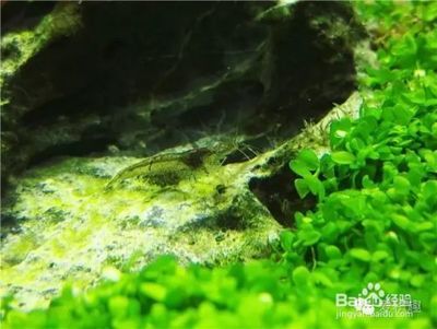 金龍魚擺件朝向最好圖解，風水布局全指南，金龍魚擺件最佳朝向圖解與風水布局全指南