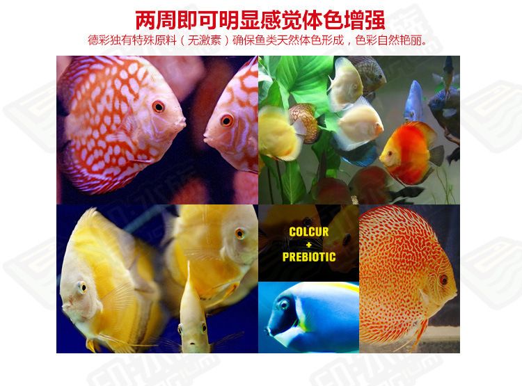 龍魚鎮宅最忌諱什么？這些風水禁忌千萬不能犯！，龍魚鎮宅的風水禁忌，這些忌諱千萬不能犯！