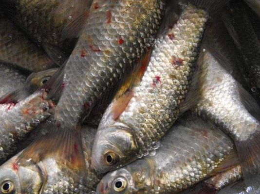 金魚養幾條魚最旺財：家中養魚，探尋幾條魚最旺財的風水密碼