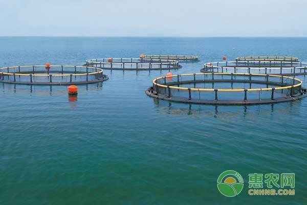 曼龍魚怎么看出是一對來，鑒別與配對技巧詳解，曼龍魚配對技巧，如何鑒別與成功配對