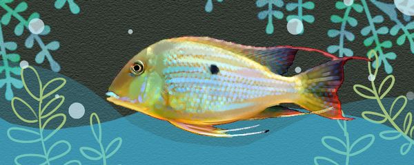 龍魚鎮(zhèn)宅最忌三種魚嗎：龍魚鎮(zhèn)宅最忌三種魚，鎮(zhèn)宅魚類選擇的講究與忌諱