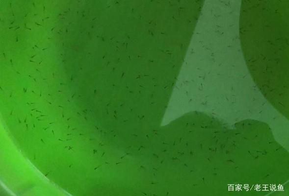 龍魚不吃東西是怎么回事？原因分析與解決方法，龍魚拒食的常見原因及應對措施