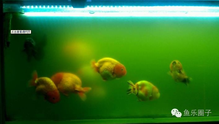 家里放麒麟的害處：家里請麒麟不順的原因探秘