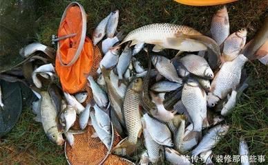 養龍魚的方法和技巧視頻：水族奇趣，養龍魚的方法與技巧全解析