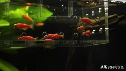 詳細閱讀:魚死了是替主人擋災嗎?從民俗信仰到科學解釋的探討,魚死了是替主人擋災嗎?民俗信仰與科學視角的解析 魚死了是替主人擋災嗎?從民俗信仰到科學解釋的探討,魚死了是替主人擋災嗎?民俗信仰與科學視角的解析