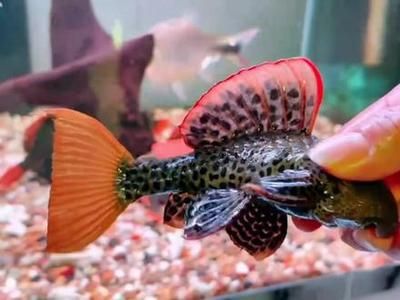 哪些屬相不適合魚化龍？揭秘生肖與風水禁忌的深層關聯，揭秘與魚化龍相沖的生肖，風水禁忌全解析