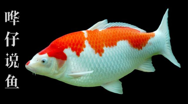 2025年魚(yú)最旺頭像，風(fēng)水與數(shù)字藝術(shù)的完美結(jié)合，2025年最旺風(fēng)水魚(yú)頭像，數(shù)字藝術(shù)與運(yùn)勢(shì)的絕佳融合