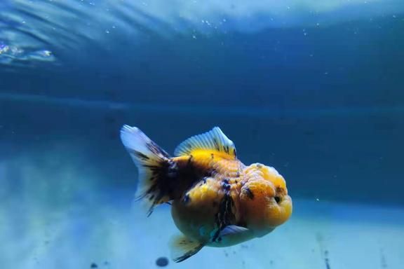 兩條龍魚最忌諱的三個東西，水質、混養與風水禁忌詳解，龍魚飼養三大禁忌，水質、混養與風水避坑指南