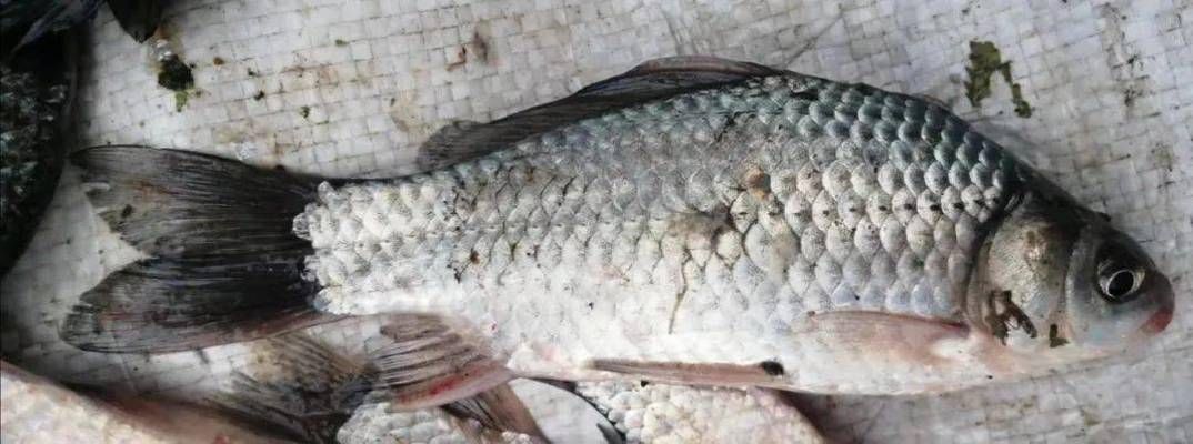 金龍魚擺件正確擺放方法，招財納福的風水指南，金龍魚擺件招財風水指南，正確擺放方法與納福秘訣