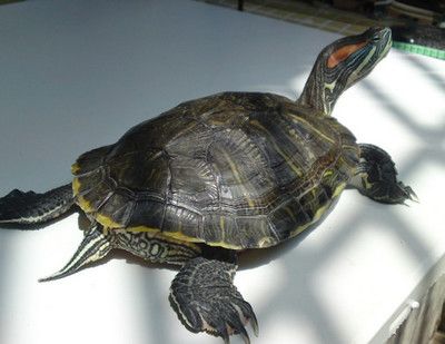 黃骨魚回收多少錢一斤廣東：黃骨魚回收價格探究，一斤究竟值幾何？ 黃骨魚回收多少錢一斤廣東：黃骨魚回收價格探究，一斤究竟值幾何？ 龍魚百科 第2張