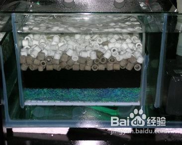 10條魚最吉利排名第一：探秘10條魚最吉利的奧秘，文化寓意與傳統(tǒng)智慧