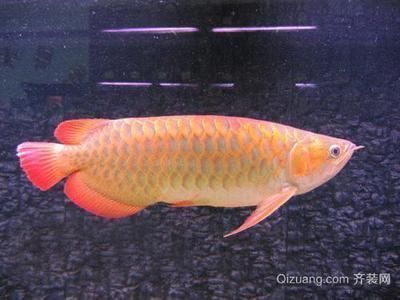 三種人不宜戴龍魚吊墜：三種人不宜戴龍魚，揭秘龍魚飾品佩戴的禁忌與講究