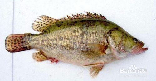 最旺宅的魚第一名，揭秘風水魚中的王者—金龍魚，揭秘風水魚之王，金龍魚為何被譽為最旺宅的魚？ 最旺宅的魚第一名，揭秘風水魚中的王者—金龍魚，揭秘風水魚之王，金龍魚為何被譽為最旺宅的魚？ 龍魚百科 第3張