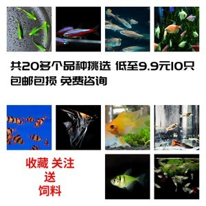 金龍魚的風水作用與禁忌：金龍魚的風水作用探秘