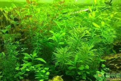 龍魚鎮宅的正確方法圖解：龍魚鎮宅，傳統風水與現代審美的完美融合之道 龍魚鎮宅的正確方法圖解：龍魚鎮宅，傳統風水與現代審美的完美融合之道 龍魚百科 第3張