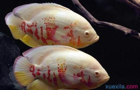 詳細閱讀:招財龍是什么魚圖片:招財龍是什么魚,揭開這一神秘魚類的面紗 招財龍是什么魚圖片:招財龍是什么魚,揭開這一神秘魚類的面紗