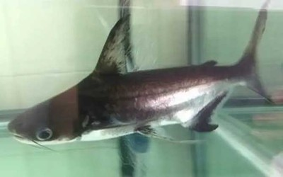養龍魚水深要多少合適？科學解析與實用建議，養龍魚的最佳水深，科學解析與實用建議
