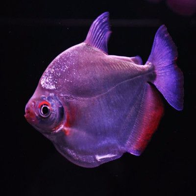 魚缸空著放什么最旺財？風水大師教你5種招財布局，魚缸招財風水，5種旺財布局助你財運亨通