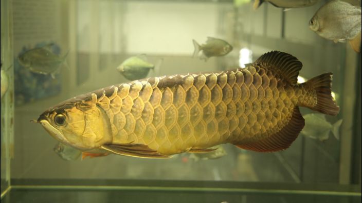 仙家上供魚頭朝向之謎，傳統習俗中的方位講究與深層寓意，仙家上供魚頭朝向之謎，傳統方位講究背后的文化深意