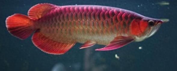 銀龍魚最怕的三個東西，揭秘飼養(yǎng)中的致命威脅，銀龍魚三大致命威脅，飼養(yǎng)者必知的避坑指南