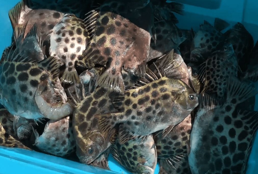 龍魚是風(fēng)水魚嗎？探究龍魚在風(fēng)水中的象征意義與作用，龍魚風(fēng)水探秘，象征意義與作用全解析 龍魚是風(fēng)水魚嗎？探究龍魚在風(fēng)水中的象征意義與作用，龍魚風(fēng)水探秘，象征意義與作用全解析 龍魚百科 第3張