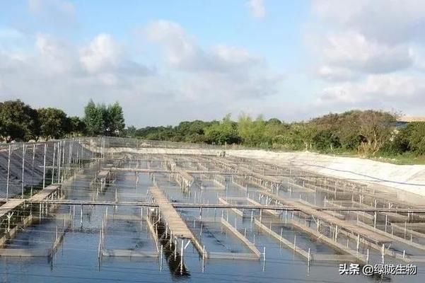 詳細閱讀:家庭魚缸的最佳擺放位置圖:家庭魚缸的最佳擺放位置,打造家居和諧生態之美 家庭魚缸的最佳擺放位置圖:家庭魚缸的最佳擺放位置,打造家居和諧生態之美