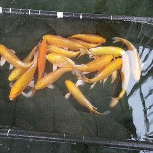 魚化龍不能亂戴的原因，魚化龍飾品佩戴禁忌，為何不能隨意戴？