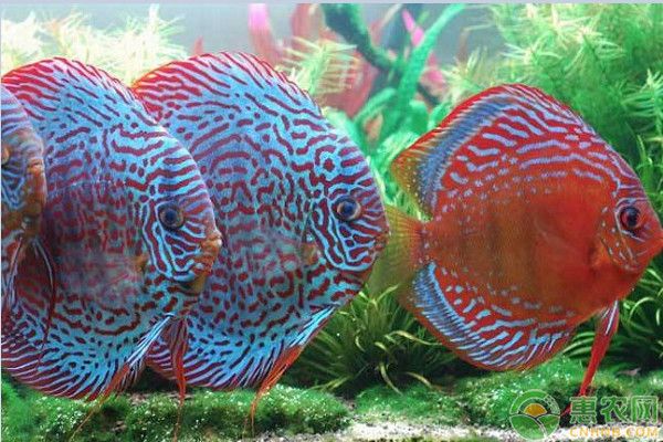 魚缸里放5條魚最吉利，風水寓意與養護指南，魚缸養5條魚的風水講究與科學養護全攻略
