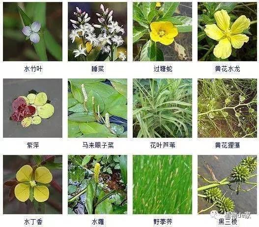 養兩條龍魚不吉利的原因是什么：養兩條龍魚不吉利的原因，文化寓意與現實考量的交織