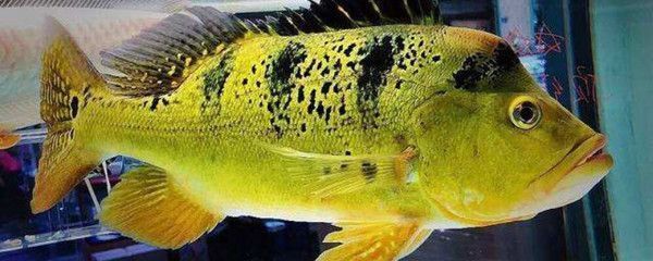 魚缸水位高好還是低好？全面解析水位對水族生態的影響，魚缸水位高低對水族生態的影響解析