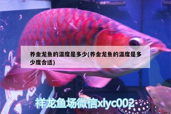 魚缸中的魚屎如何處理，全面清潔與維護(hù)指南，魚缸魚便清理全攻略，高效清潔與日常維護(hù)指南