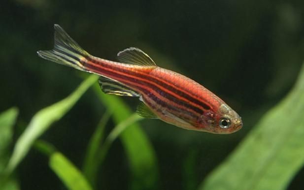 魚詩句最出名十首：魚之雅韻，詩意棲心