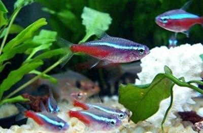 家里養(yǎng)4條魚(yú)好不好：養(yǎng)4條魚(yú)的溫馨生活，和諧共生，樂(lè)趣無(wú)窮