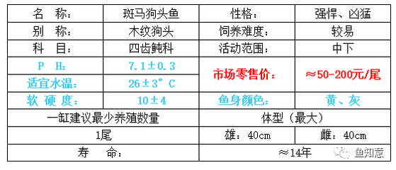 養魚養10條有什么講究？風水、品種與養護全解析，養魚10條的風水講究、品種選擇與養護全指南 養魚養10條有什么講究？風水、品種與養護全解析，養魚10條的風水講究、品種選擇與養護全指南 龍魚百科 第2張